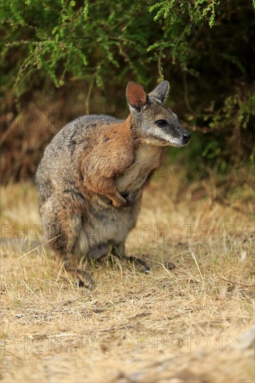 Tammar wallaby