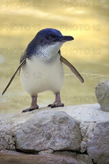 Little penguin