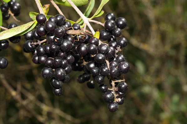 Common wild privet