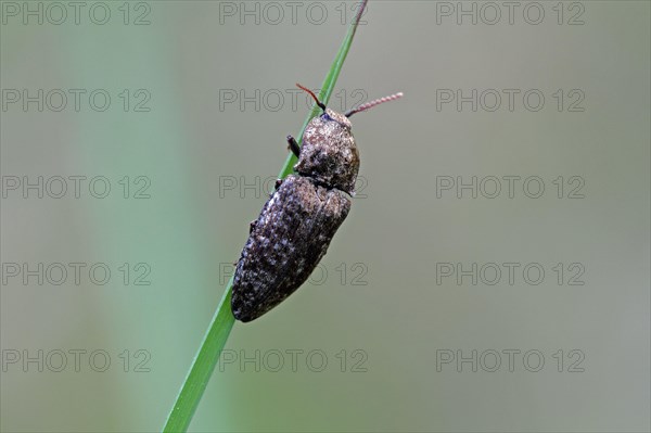 Click beetle