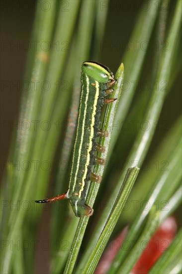 Pine Hawk Moth