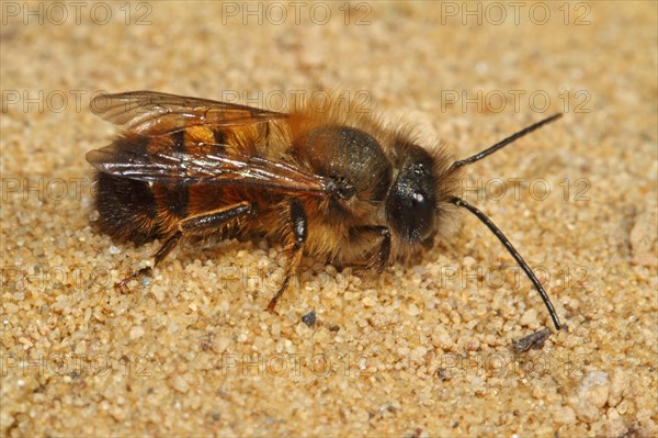 Red mason bee