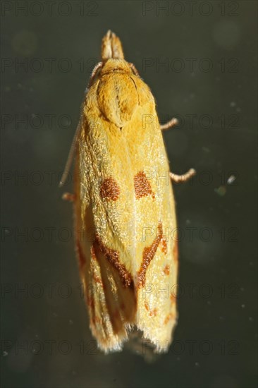 Hook-marked straw moth