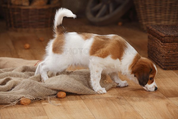 Kooikerhondje