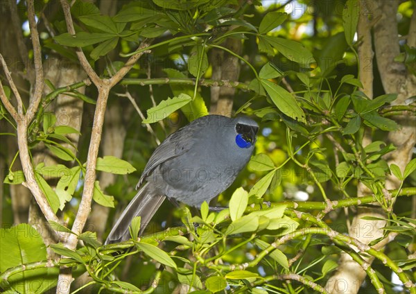 North Island Kokako