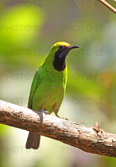 Golden-fronted Leafbird