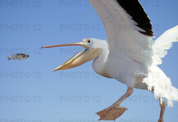 Adult White great white pelican