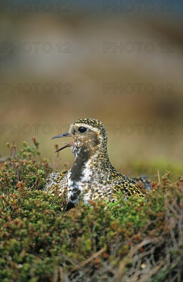 European golden plover