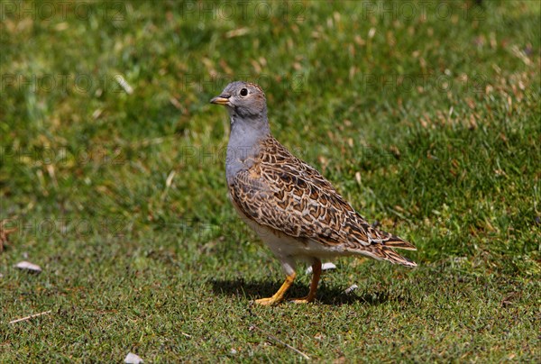 Grey-breasted Seedsnipe