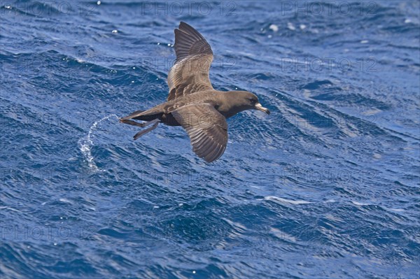 Flesh-footed Shearwater