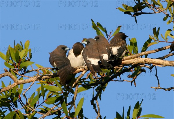 White-breasted woodswallow