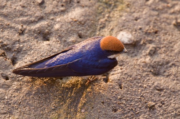 Red-capped Swallow