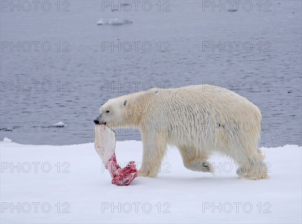 Polar Bear