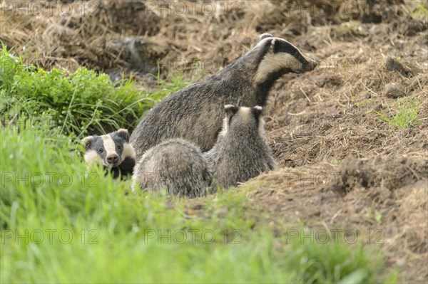 Eurasian Badger