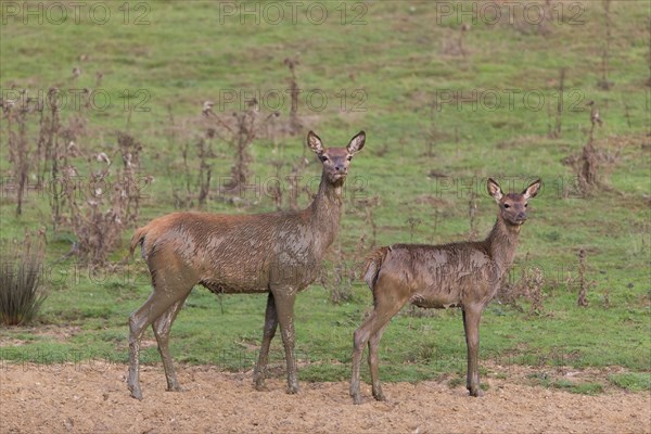 Red Deer