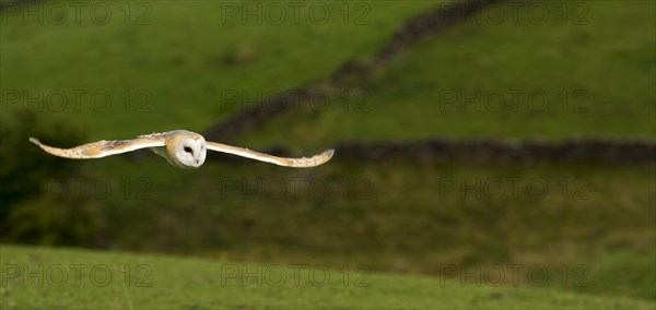 Barn Owl