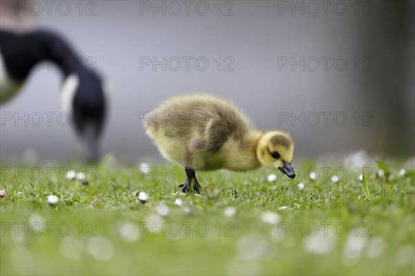 Canada Goose