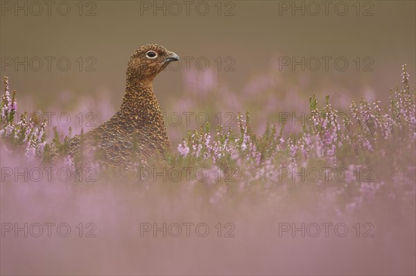 Red Grouse