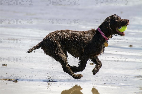 A working cocker spaniel pulling back a ball in the water