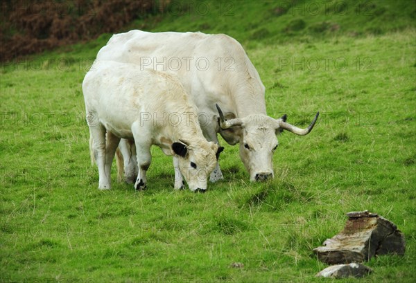 Domestic Cattle