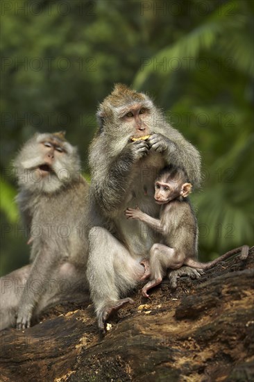 Crab-eating macaques