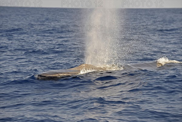 Fin Whale