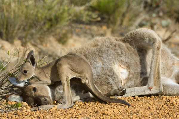 Western Grey Giant Kangaroo