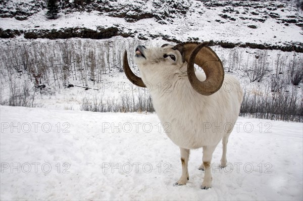 Dall dall sheep