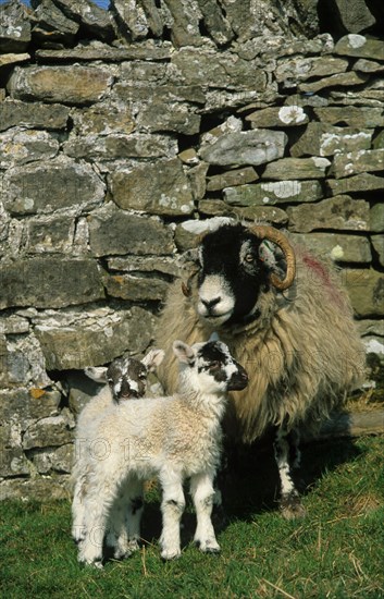 Domestic Sheep