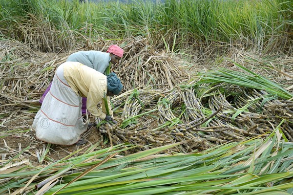 Sugar cane