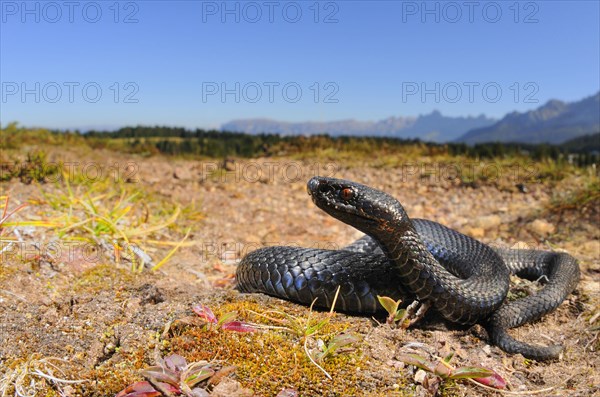 European Adder