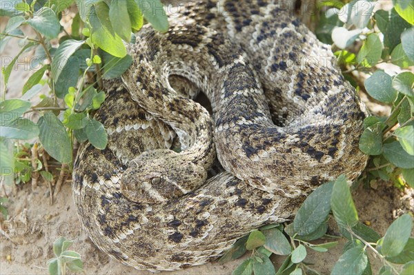 Western Diamondback Rattlesnake