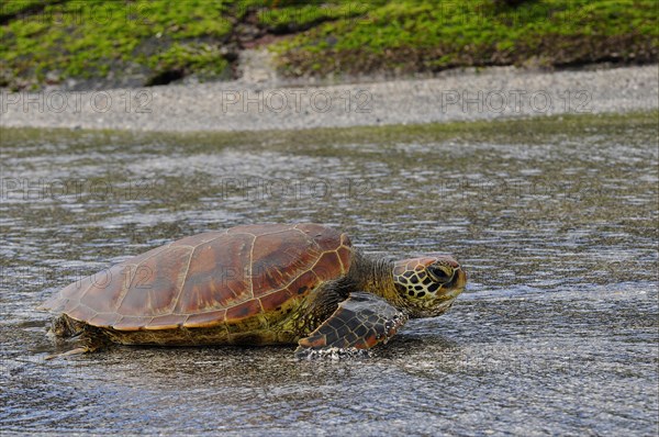 Green Turtle