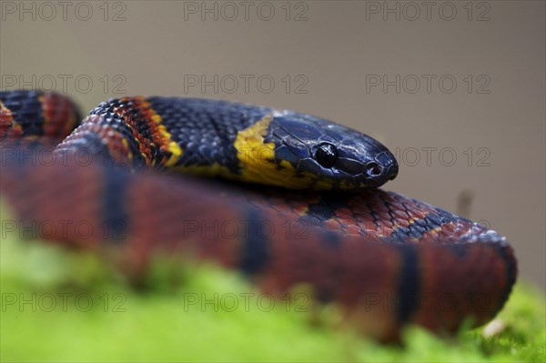 Red Coffee Snake