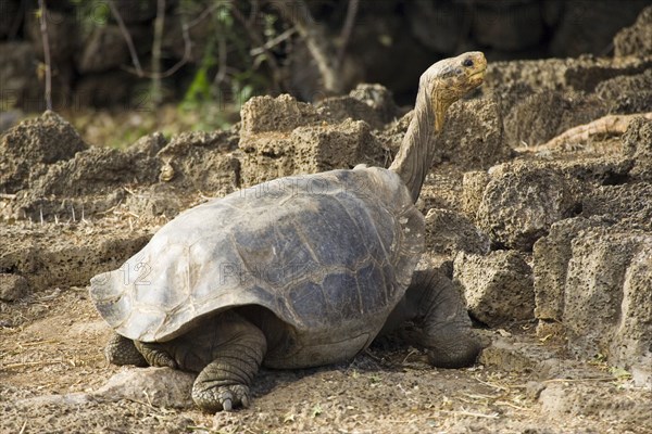 Galapagos giant tortoise