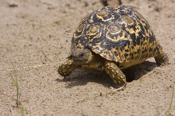 Panther Tortoise