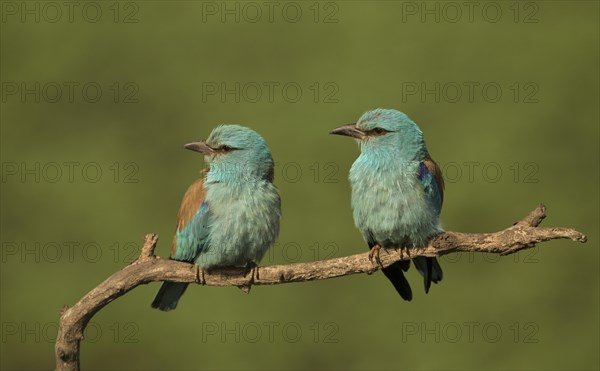 European Roller