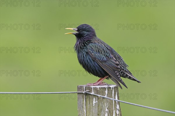 Common starling