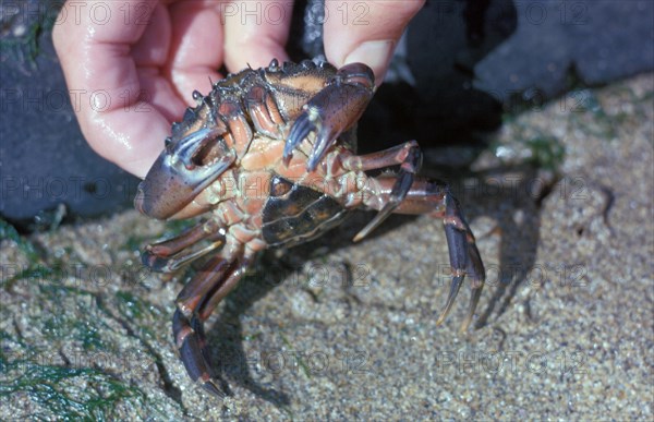 North Atlantic Beach Crab