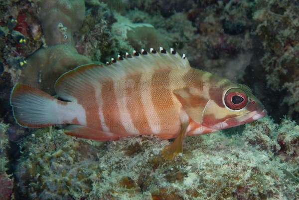 Grouper