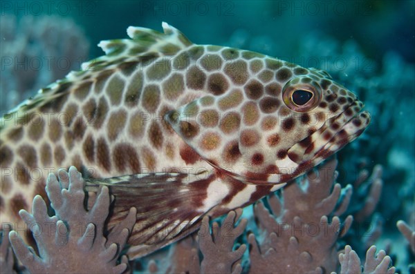 Boomerang Grouper