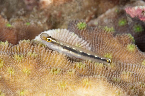 Yellow spotted goby