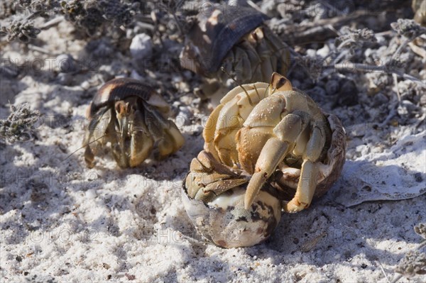 Land hermit crab