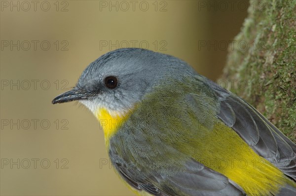 Eastern Yellow Robin