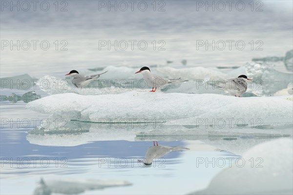 Arctic terns