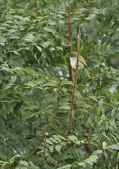 Paltry Tyrannulet