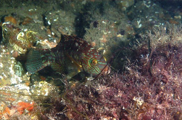 Corkwing corkwing wrasse