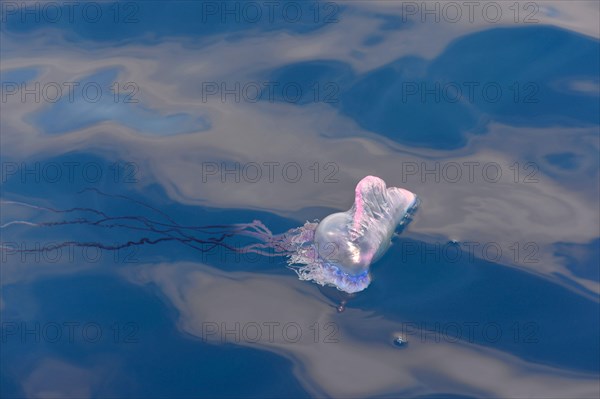 Portuguese Man of War