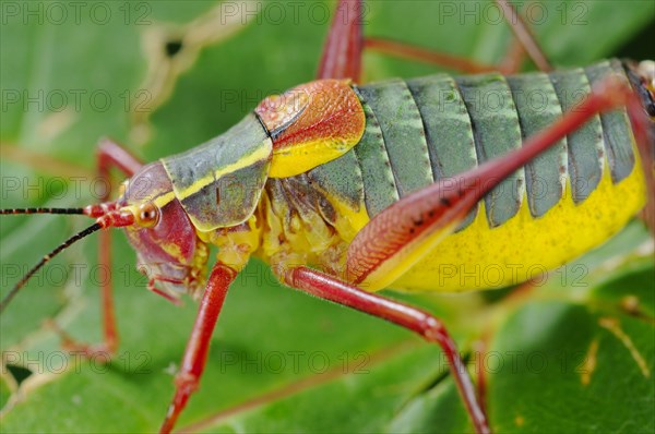 Bush-cricket