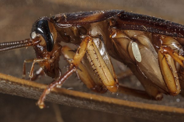 Egg of the emerald cockroach wasp